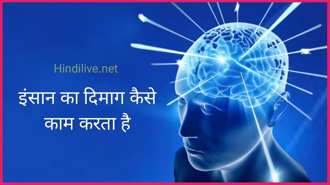 इंसान का दिमाग काम कैसे करता है? जानिए पूरी जानकारी